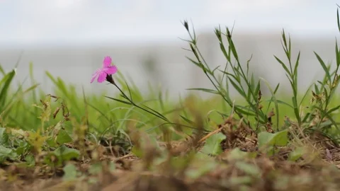 Nature 스톡 동영상 87919421