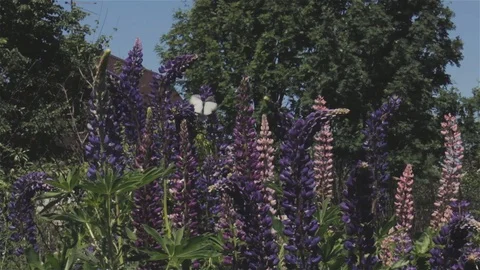 Nature 動画素材 89268460