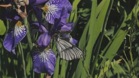 Nature 動画素材 89268467