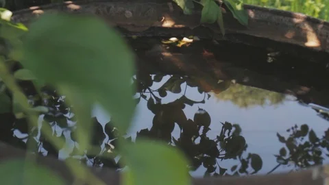 Nature 動画素材 89268499