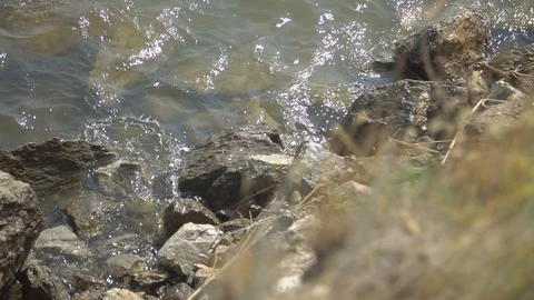 Nature Видео 94585197