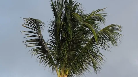 Nature Stock Footage 94591261