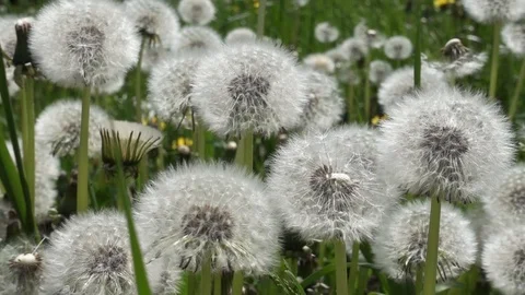 Nature. Stock Footage 108280376