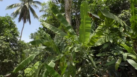 Nature Stock-Footage 112325273