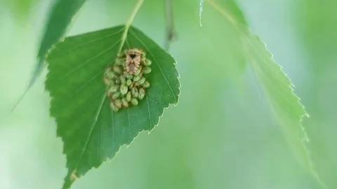 Nature Stock Footage 118709859