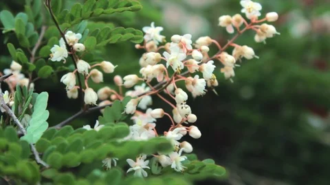 Nature Stockbeeldmateriaal 124376556