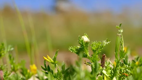 NATURE Video stock 130788717