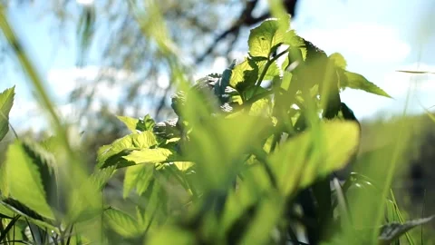 Nature Stock Footage 132406445