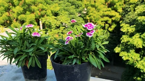 Nature Stock Footage 132687162