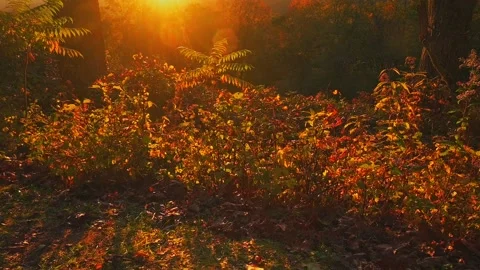 Nature Stock Footage 141554412