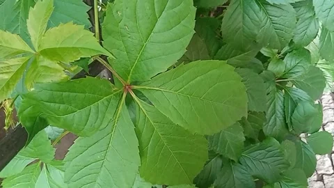 Nature Stock Footage 157472358