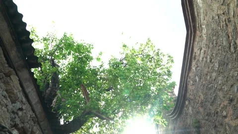 Nature Video stock 169659278