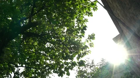 Nature Video stock 169662101