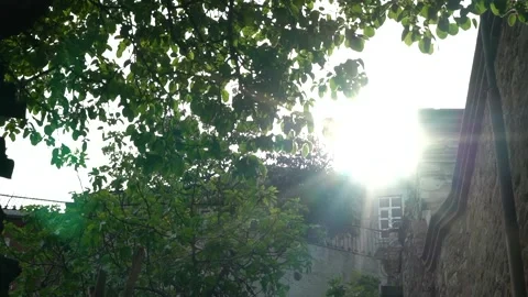 Nature Video stock 169662756