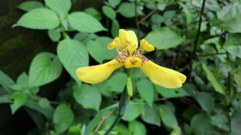 Nature Stock Footage 170411738