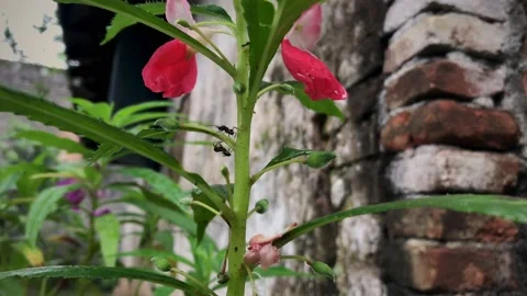 Nature Stock Footage 170411751