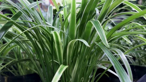 Nature Stock Footage 170411821