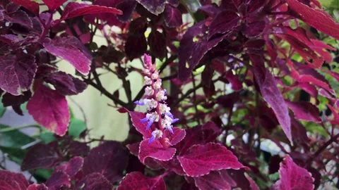 Nature Stock-Footage 170472101