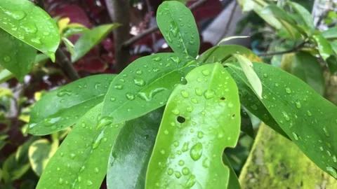 Nature Stock Footage 170543229