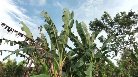 Nature Stock-Footage 170821833