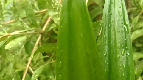 Nature Stock Footage 199002139