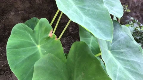 Nature Stock Footage 205016952