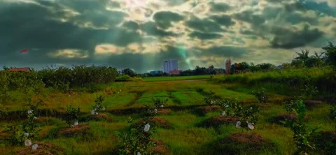 Nature Video stock 207314201