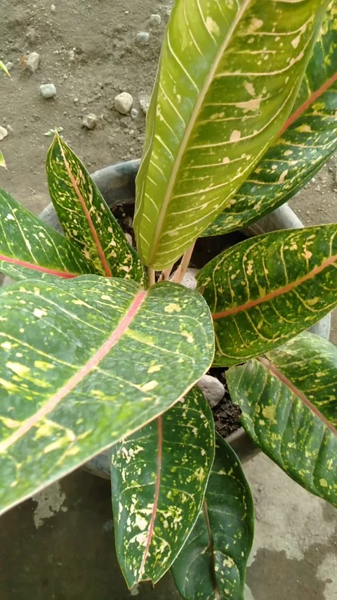 Nature Stock Footage 211552882