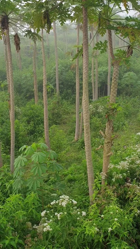 Nature Stock Footage 219852710