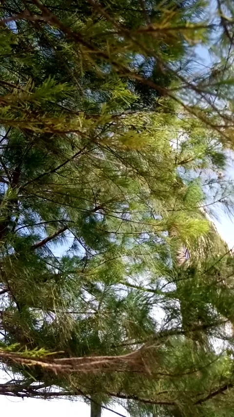 Nature Stock Footage 222023721