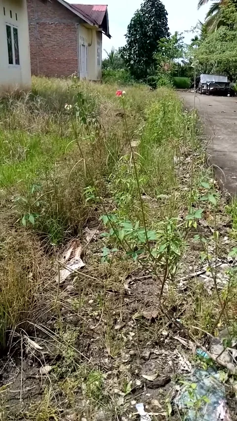 Nature Stock Footage 222023722