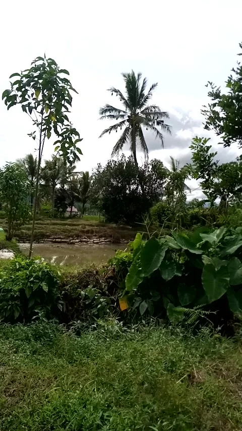 Nature Stock Footage 222023751