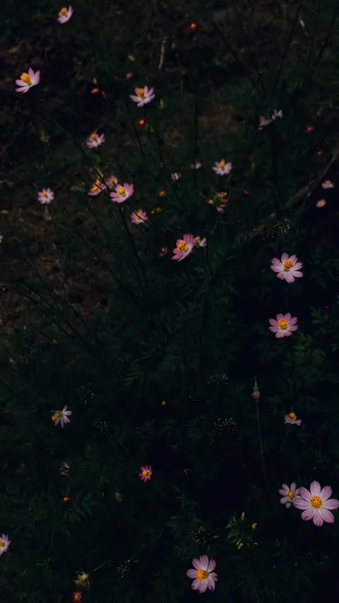 Nature Video stock 225699921