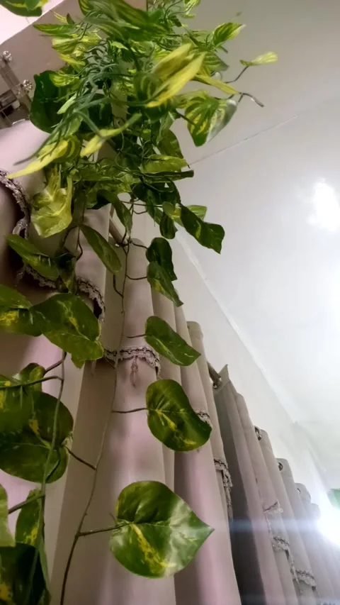 Nature Stock Footage 226110513