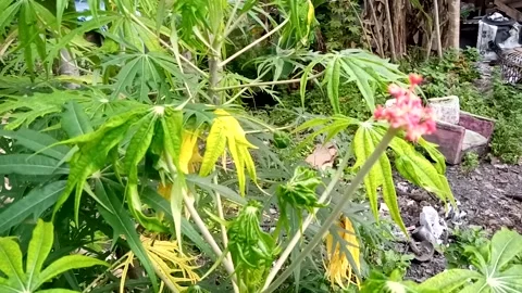 Nature Video stock 226805879