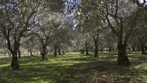 Nature Video stock 229924971