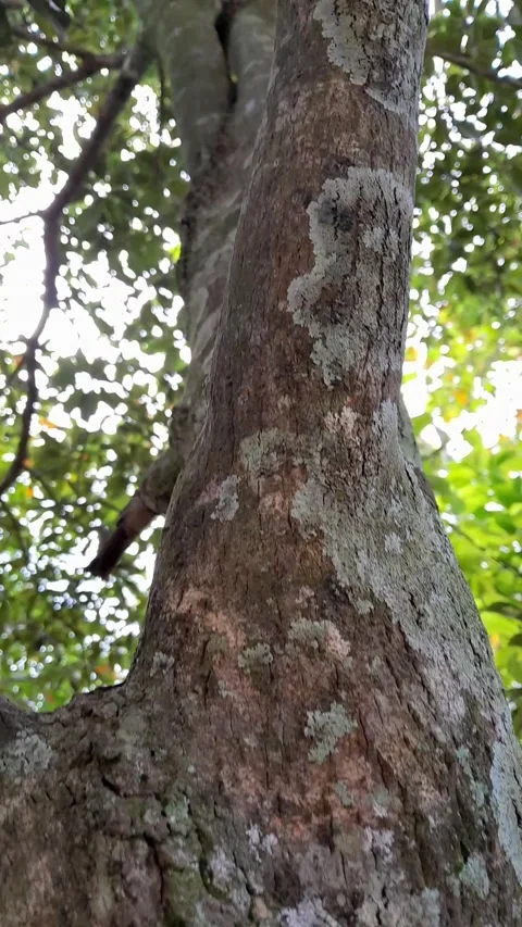 Nature Video stock 230059387