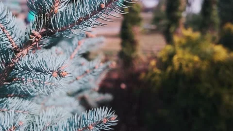 Nature Stock Footage 231064783