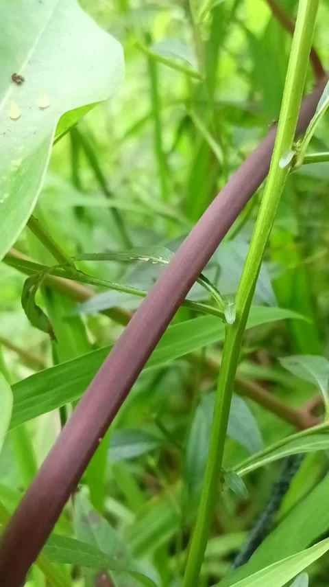 Nature Stock Footage 231826068