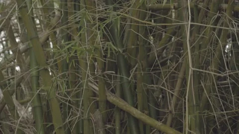 NATURE Stock Footage 233338994