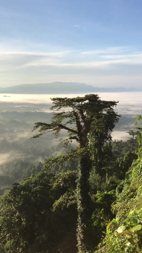 Nature 스톡 동영상 233398528