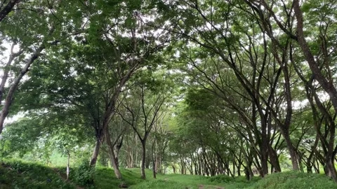 Nature Stock Footage 234054588