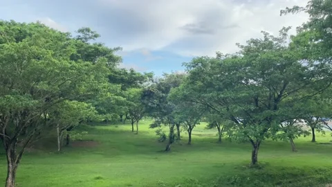 Nature Stock Footage 234054653