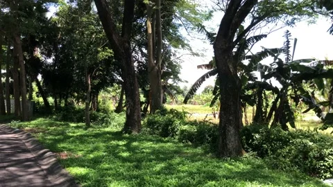 Nature Stock Footage 234389056