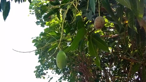 Nature Video stock 241769301