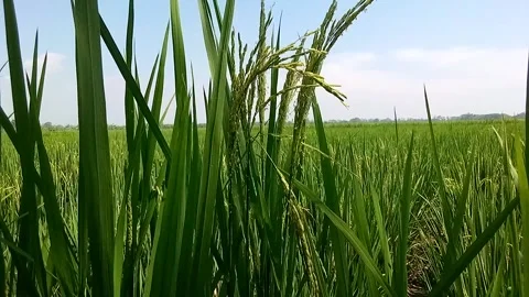 Nature Video stock 241769472