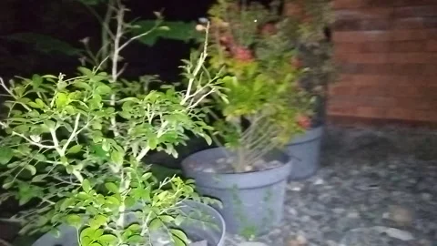 Nature Video stock 241912017