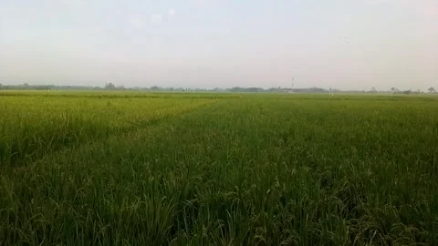 Nature Video stock 242377573