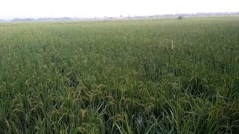 Nature Video stock 242377696