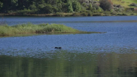 Nature Video stock 243089418